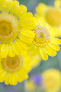 several flower heads of the dyer's camomile (Anthemis tinctoria), medium close-up, several flower heads of the dyer's camomile (Anthemis tinctoria), medium close-up,